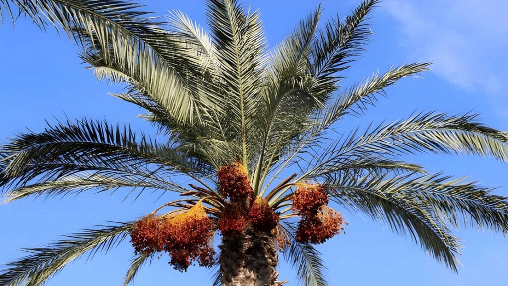 Wie man Datteln im Topf anbaut Dattelpalme selber ziehen