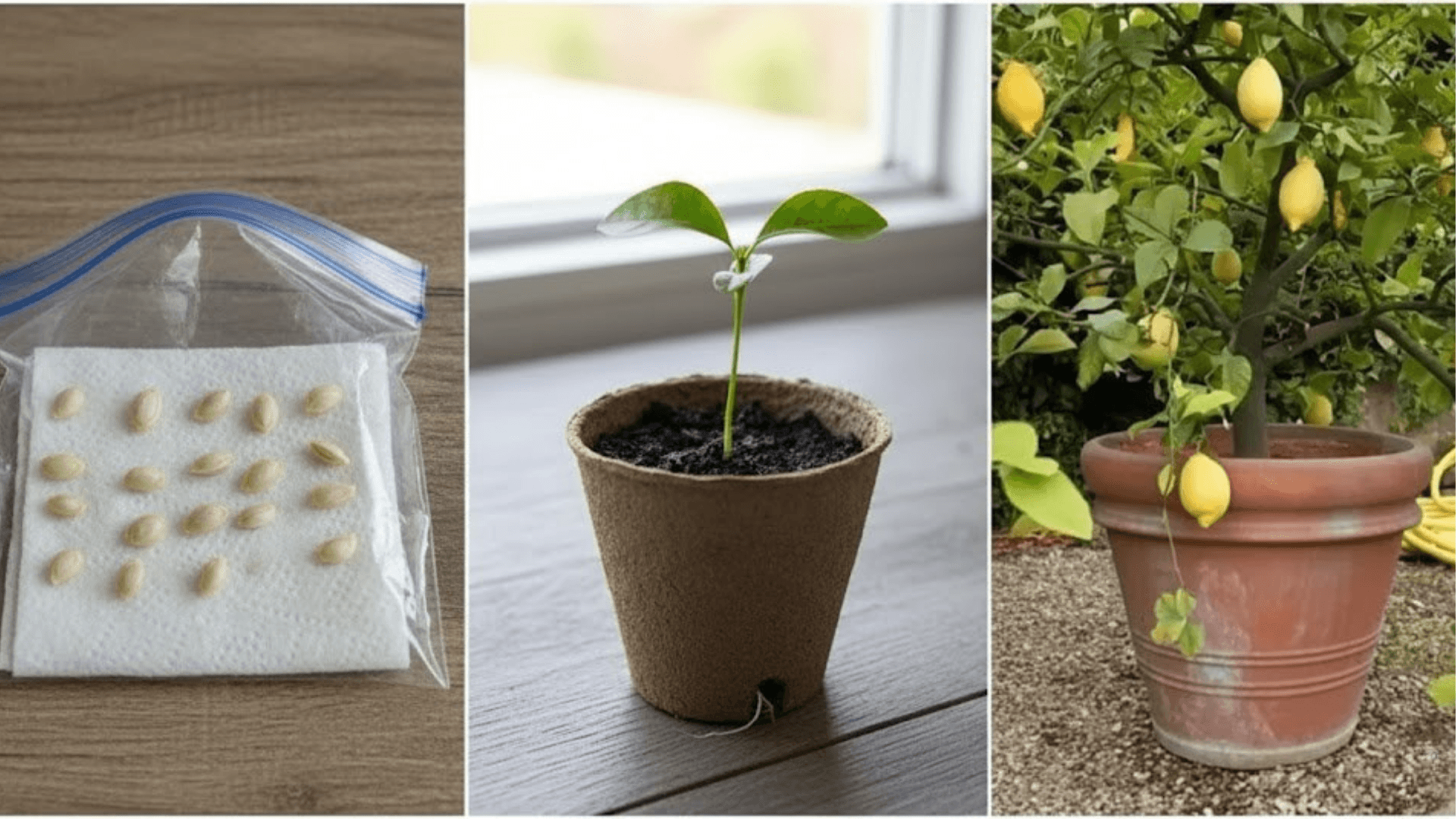 Zitronenbaum aus Kernen ziehen