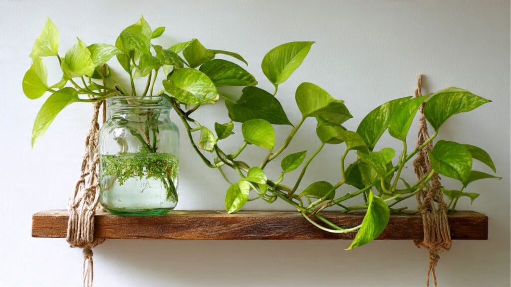 Efeutute (Epipremnum) wächst in einer Glasvase ohne Erde – Hängende Zimmerpflanze