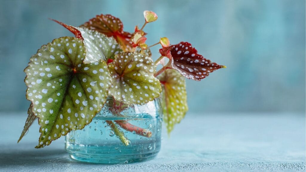Forellenbegonie (Begonia maculata) Steckling im Wasser – Trendpflanze