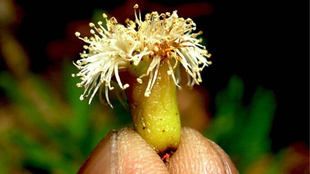 La fleur du giroflier (Syzygium aromaticum) complètement ouverte et épanouie, montrant les étamines.