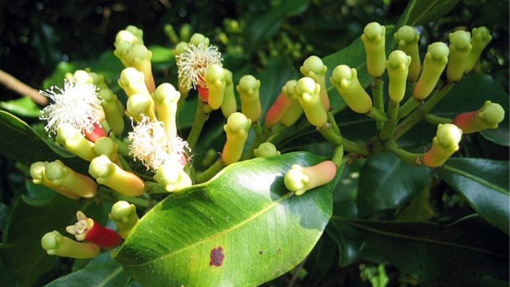 Les boutons de fleur roses et frais du giroflier sur l'arbre, le stade juste avant la récolte pour devenir l'épice.