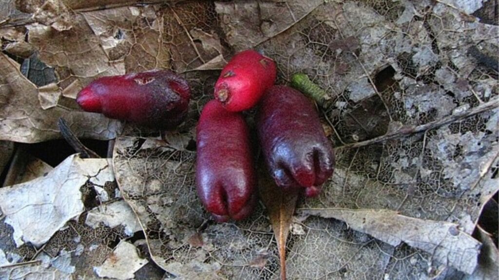 Les fruits frais et mûrs du giroflier, appelés "Mère-Clou", qui contiennent les graines pour la germination.