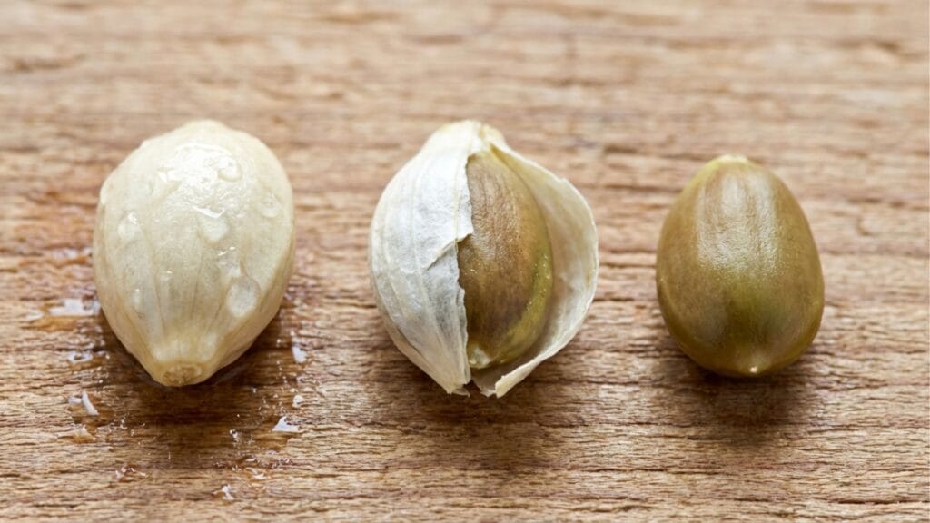 Vergleich: Ein normaler Zitronenkern neben einem geschälten Kern für schnellere Keimung.